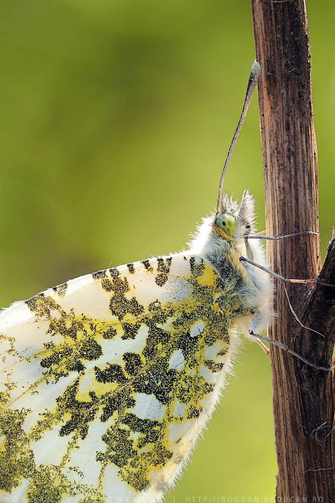Anthocharis Cardamines
